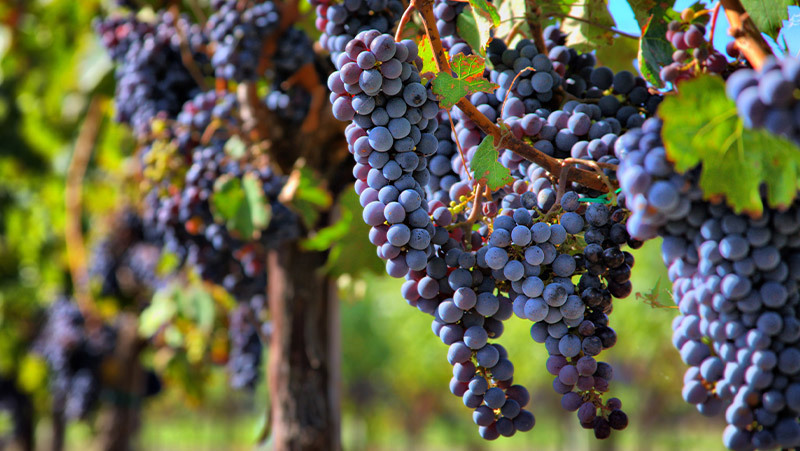 natural-wine.jpg