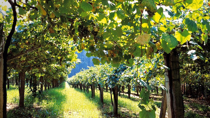 green-spain-wine.jpg