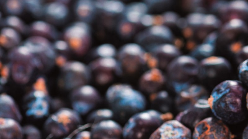 juniper-berries.jpg