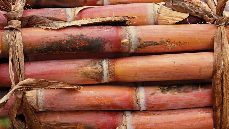 sugar-cane.jpg