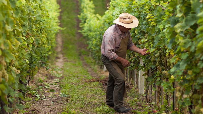 natural-wine-1.jpg