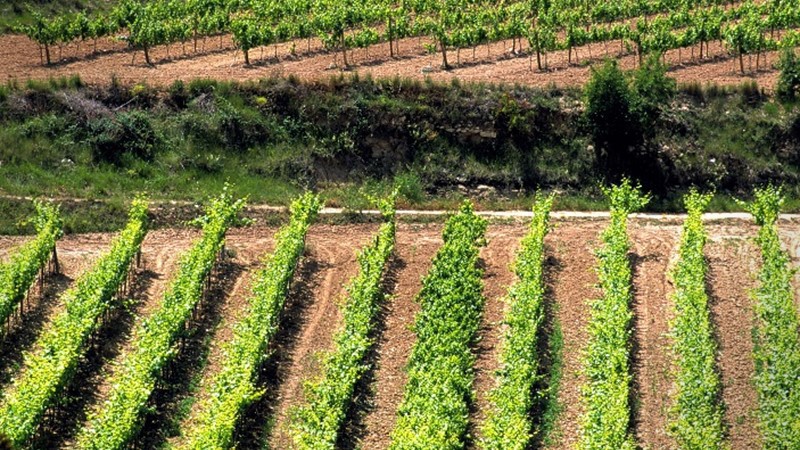 the-mediterranean-coast-vineyard.jpg