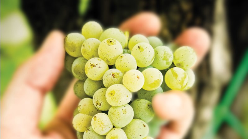 glera-grapes.jpg